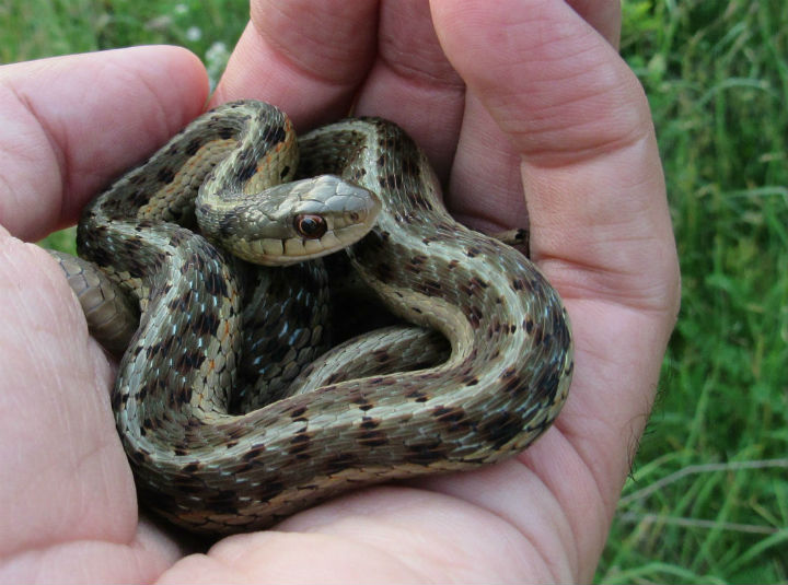 Eastern Garter Snake